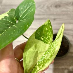 Syngonium Panda Galaxy 