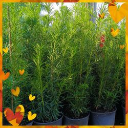 Podocarpus Privacy Hedge Plants 🌿 3gl $8