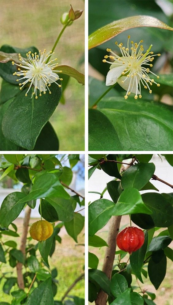 Surinam Cherry Tree Start