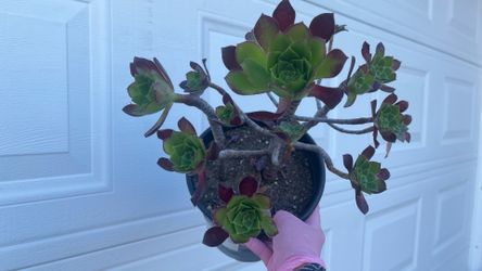 Aeonium Succulents $35/pot · All 7 pots only $140 (Buy 2 Get 1 Free)