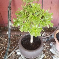 Potted Succulents I Have 2