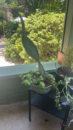 Plants