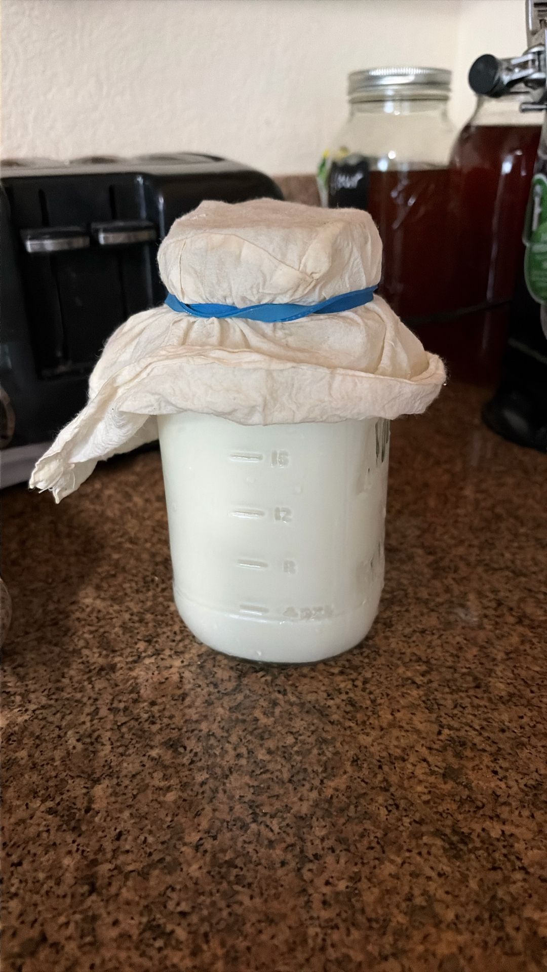 Kefir Cultures (búlgaros)