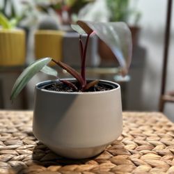 Stunning and low-maintenance Philodendron erubescens