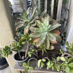 🌵🪴HUGE PLANTS SALE! EVERYTHING MUST GO! 🌱🪻