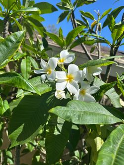 Plumeria plants