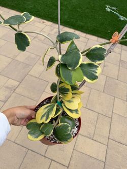 Hoya variegated Kerri
