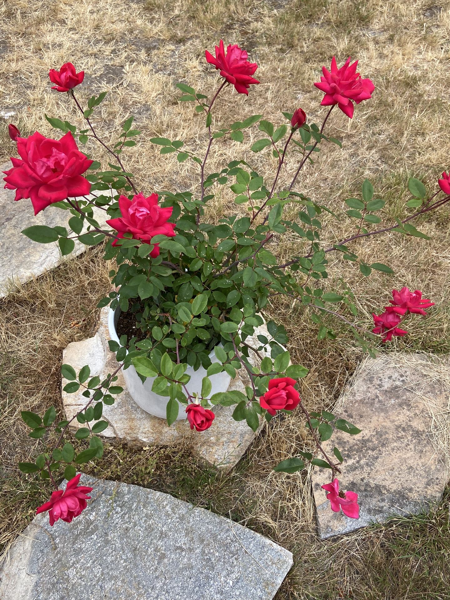 Double Knock Out Red Rose In Large White Glazed Ceramic Pot With Drainage.