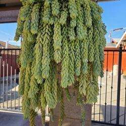 Hanging Donkey Tail Suculent Plant 