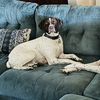 Pointer