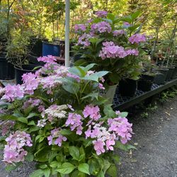 ‘Let’s Dance’ Hydrangeas!!