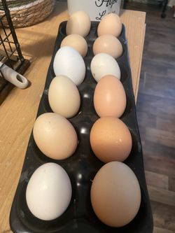 Eggs organic