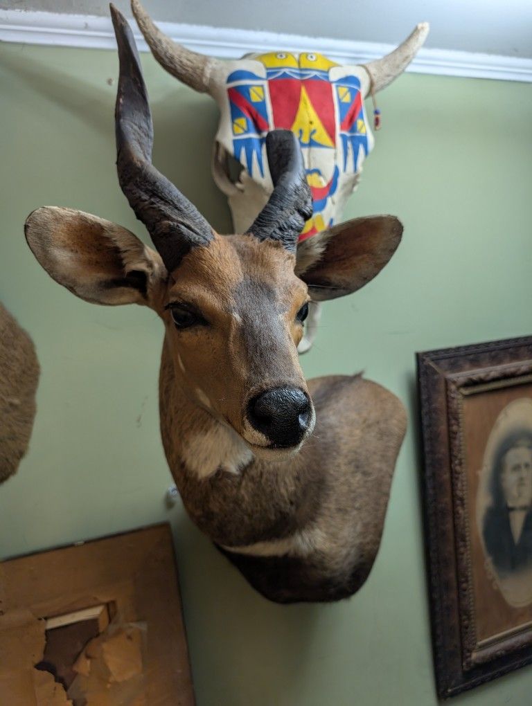 Bushbuck Taxidermy 