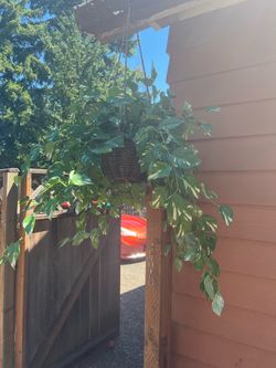 Artificial Marble Queen Hanging Plant