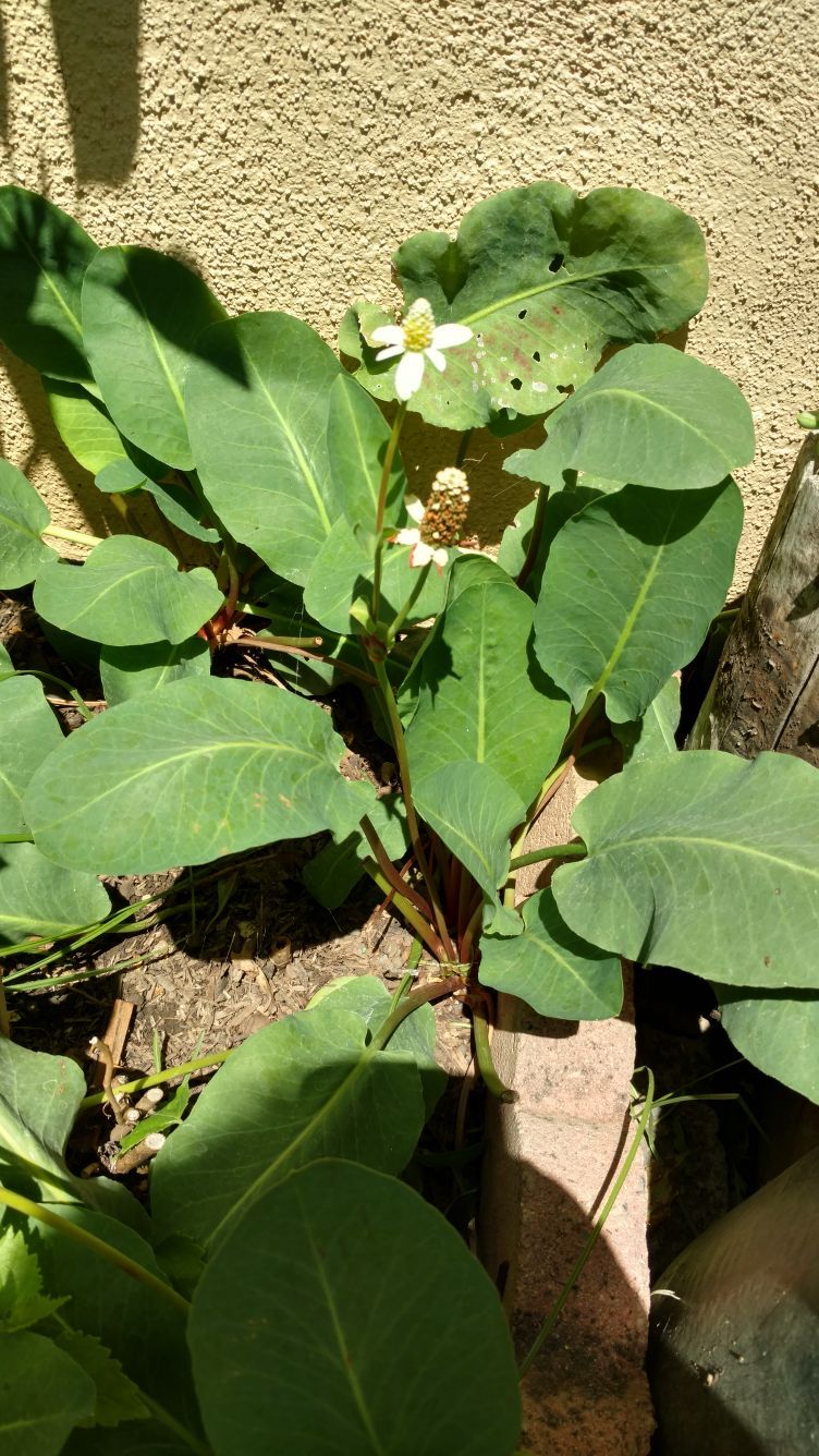 Yerba del Manso
