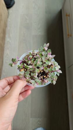 Callisia repens pink turtle vine