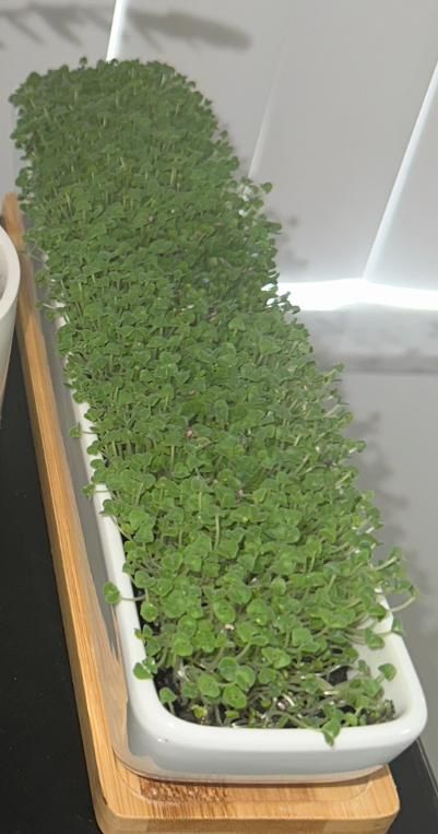 Chia Seeds Micro Greens