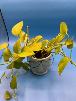 Photos Epipremnum potted indooor plant