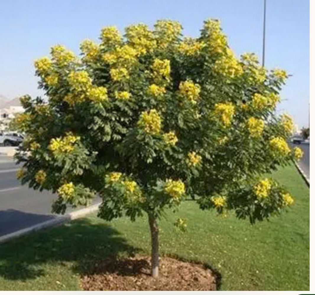Cassia Tree