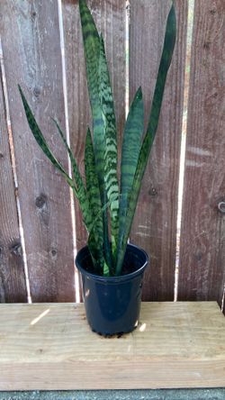 1-Gallon Snake Plant.