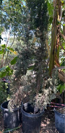 Italian Cypress Trees 10 to 12 feet tall