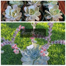 Succulent Echeveria Lilacina Plant 🪴 