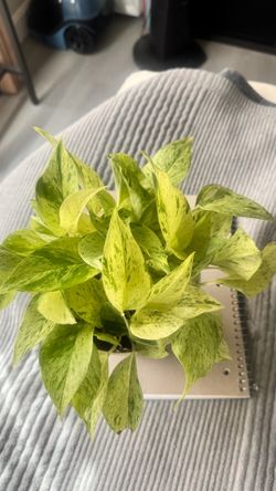 Photos marble queen in 6” pot