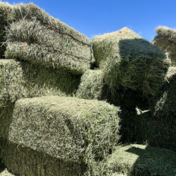 Alfalfa Bales/ Pacas De Alfalfa