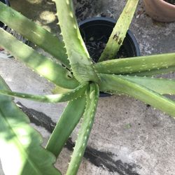 Aloe Vera Plant 