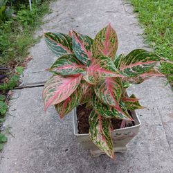 Aglaonema  Plant 🪴 