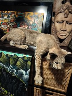 Bobcat taxidermy mount