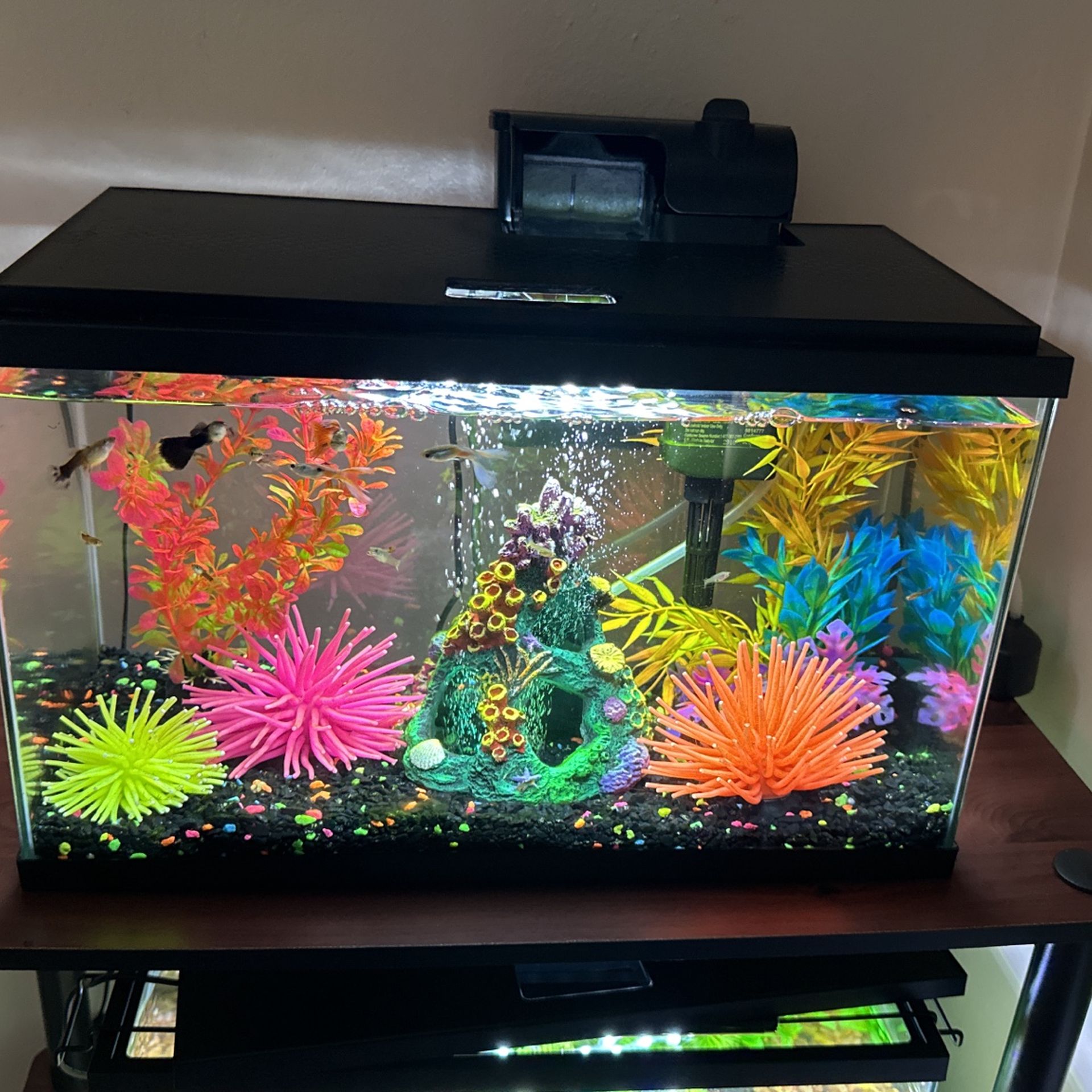 Fish Tank With Fish