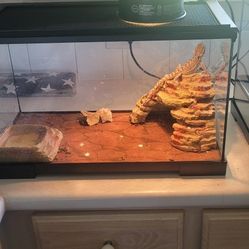 Bearded Dragon Set Up