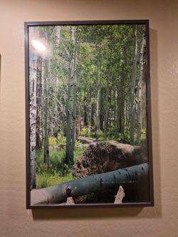 Birch tree photos