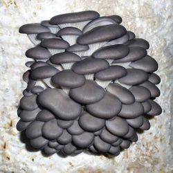 Blue Oyster . Golden Oyster, Pink Oyster Grow Bags