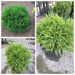 Japanese Globosa Nana 