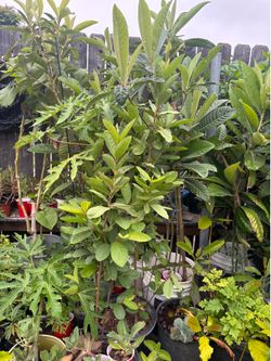 Guamúchil, guayabo, níspero, aguacate, papaya mora, higo Pitajaya