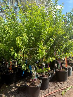 15 gallon Plum Tree