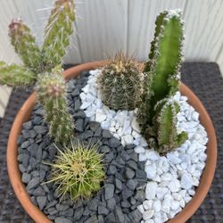 Cactus Arrangement