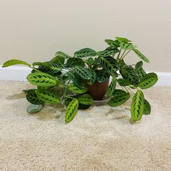 Prayer Plant Lemon Lime