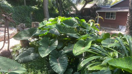 Huge elephant, ear plants free