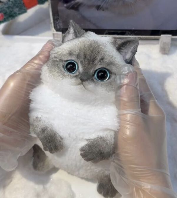 Stress Relief Cat Squishy – Super Soft & Satisfying