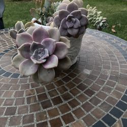 Succulents 6” Ceramic Pot 