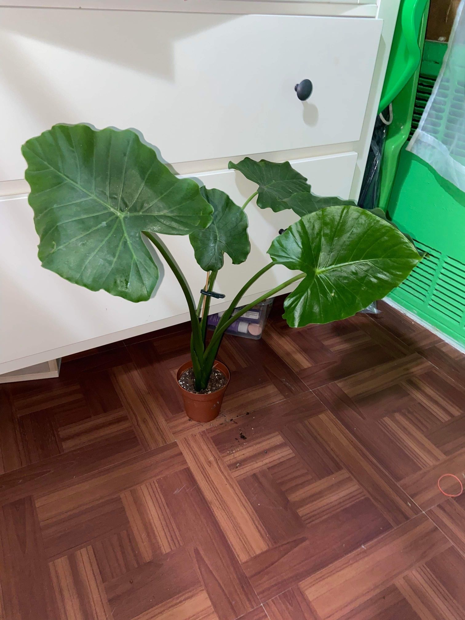 Alocacia Adora