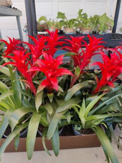 Misfit plants $5 and under sale!