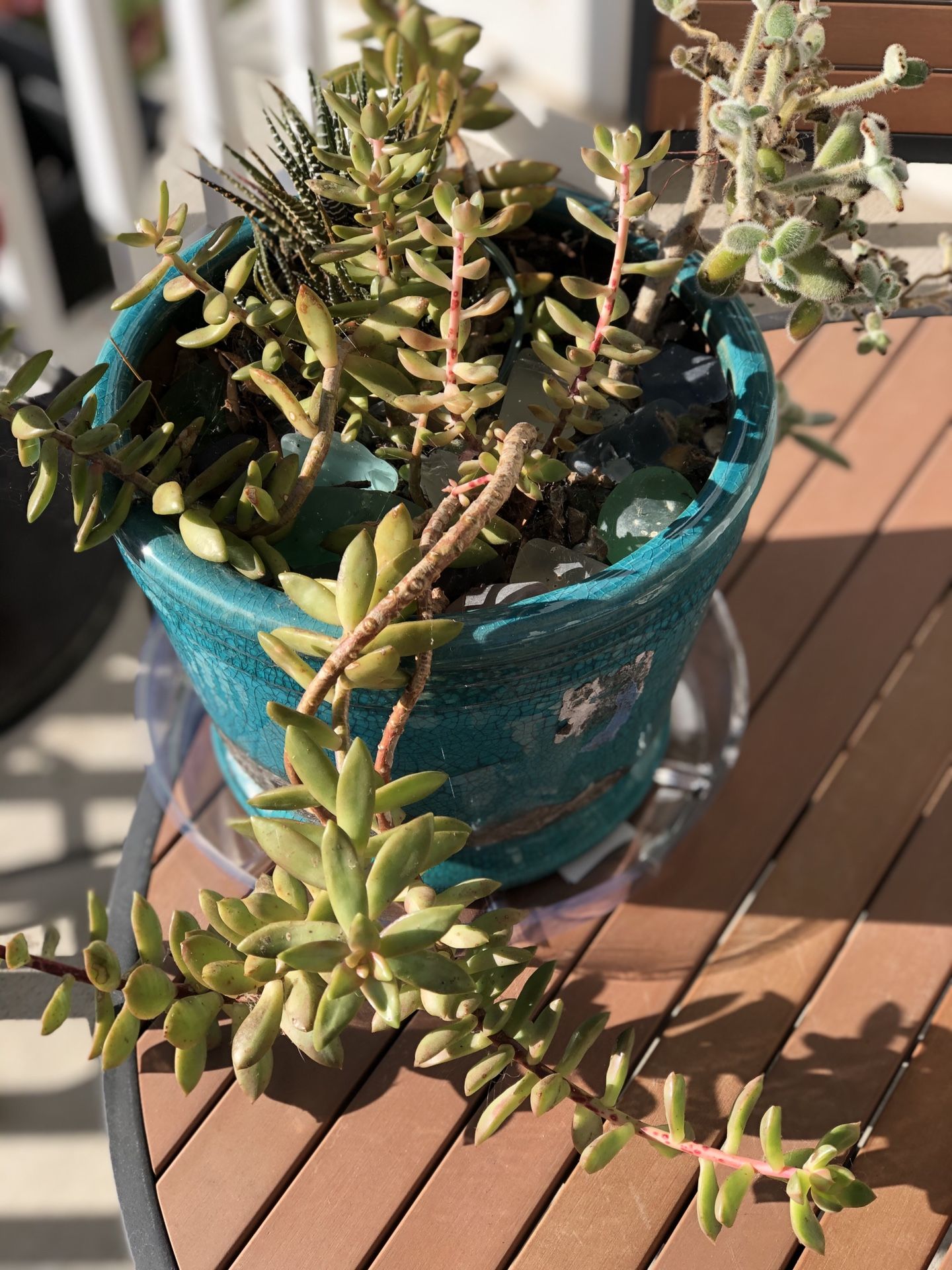 Various succulents in large teal ceramic planter