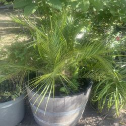 Palm In Barrel It Big Plant