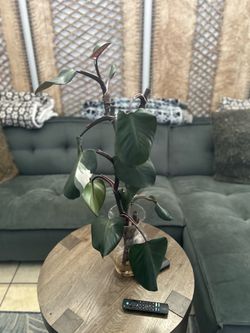 3 white knight philodendron cuttings