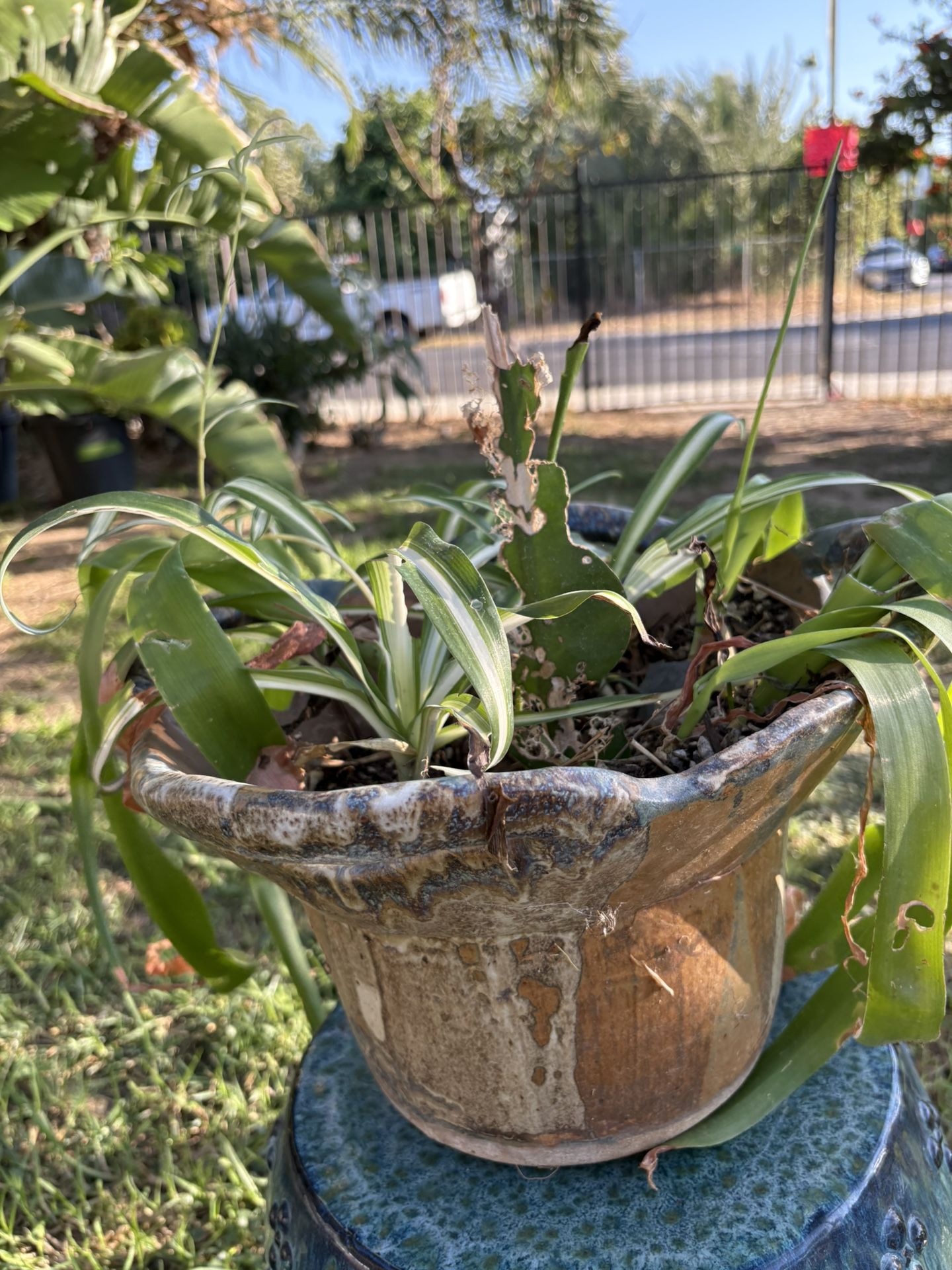 Lily Bulbs And Spider Plant In A Handmade Studio Artist One Of A Kind Pot, Potted Plants In Unique Pot