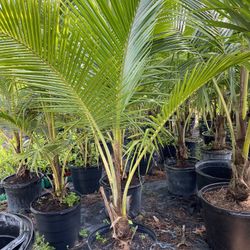 Dwarf coconut palm